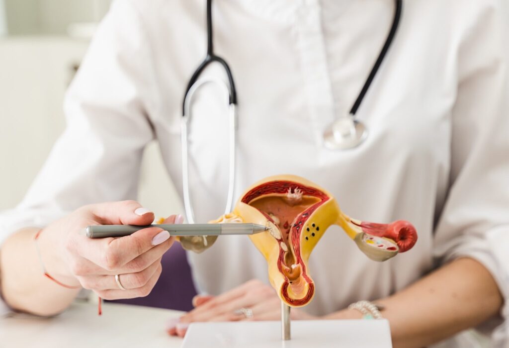Eine Person im weißen Kittel mit einem Stethoskop hält einen Zeiger in der Hand und zeigt damit auf Teile eines Querschnittsmodells der weiblichen Fortpflanzungsorgane, darunter Gebärmutter und Eierstöcke. Die Szene scheint in einem medizinischen oder pädagogischen Umfeld zu sein.